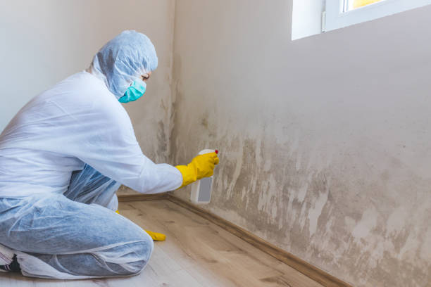 Licensed Mold Testing service in Jamestown, NY - WQB Mold Removal